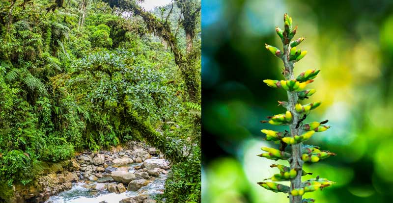 Amazing Flora of the Inca Trail: Rich Biodiversity on the Way to Machu Picchu