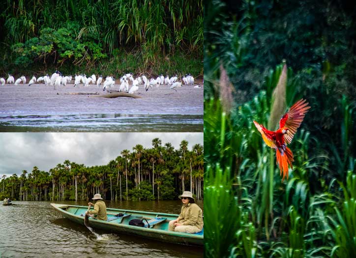 Tambopat(Sandoval Lake) and the wildlife, Tambopata National Reserve