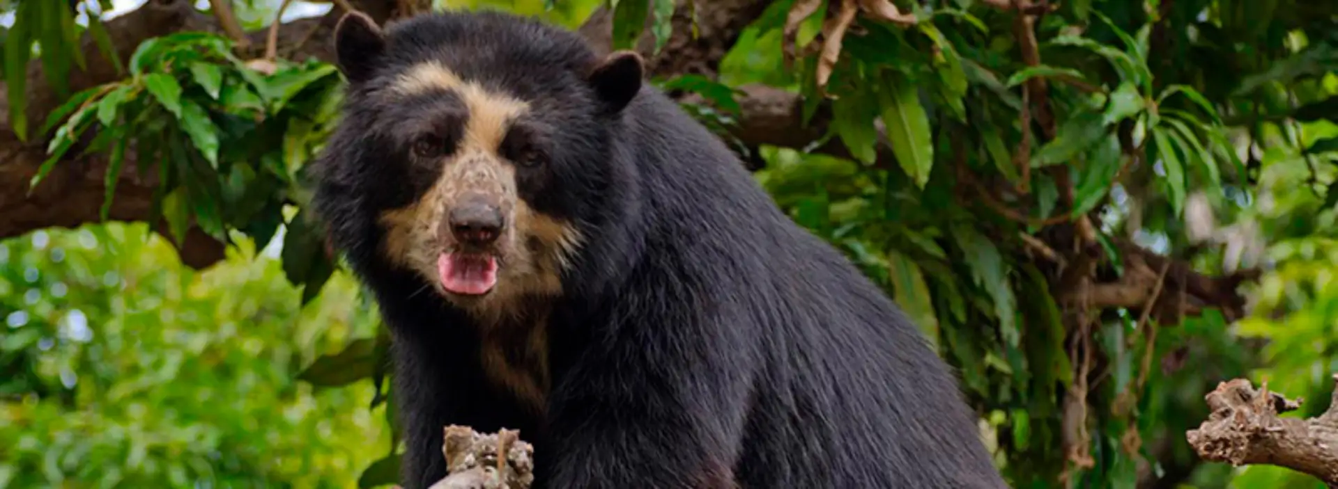 Wildlife of the Inca Trail: An incredible journey to Machu Picchu