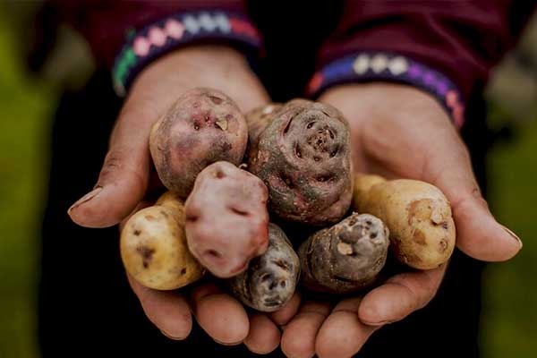 potato 
