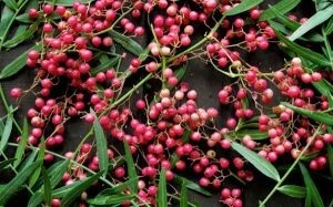 molle one of the  medicinal plants