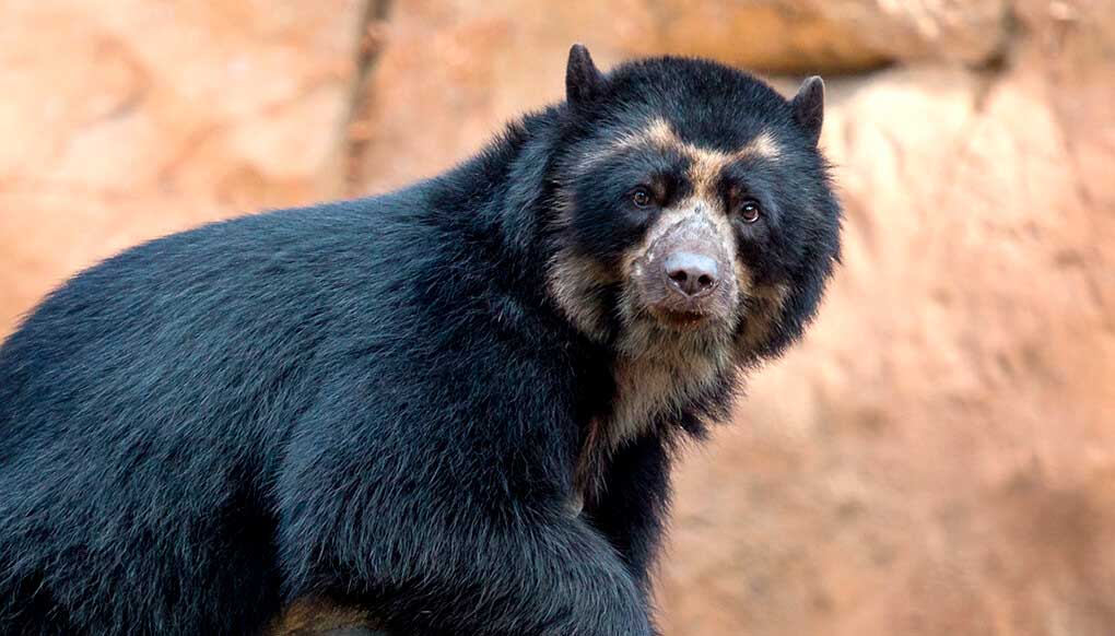 Fauna of the Inca Trail: spectaculare-bear