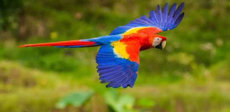 Scarlet macaw in flight over the Tambopata Reserve, Peru