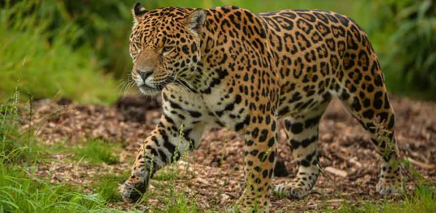 Jaguar walking through the Tambopata Reserve, Peru